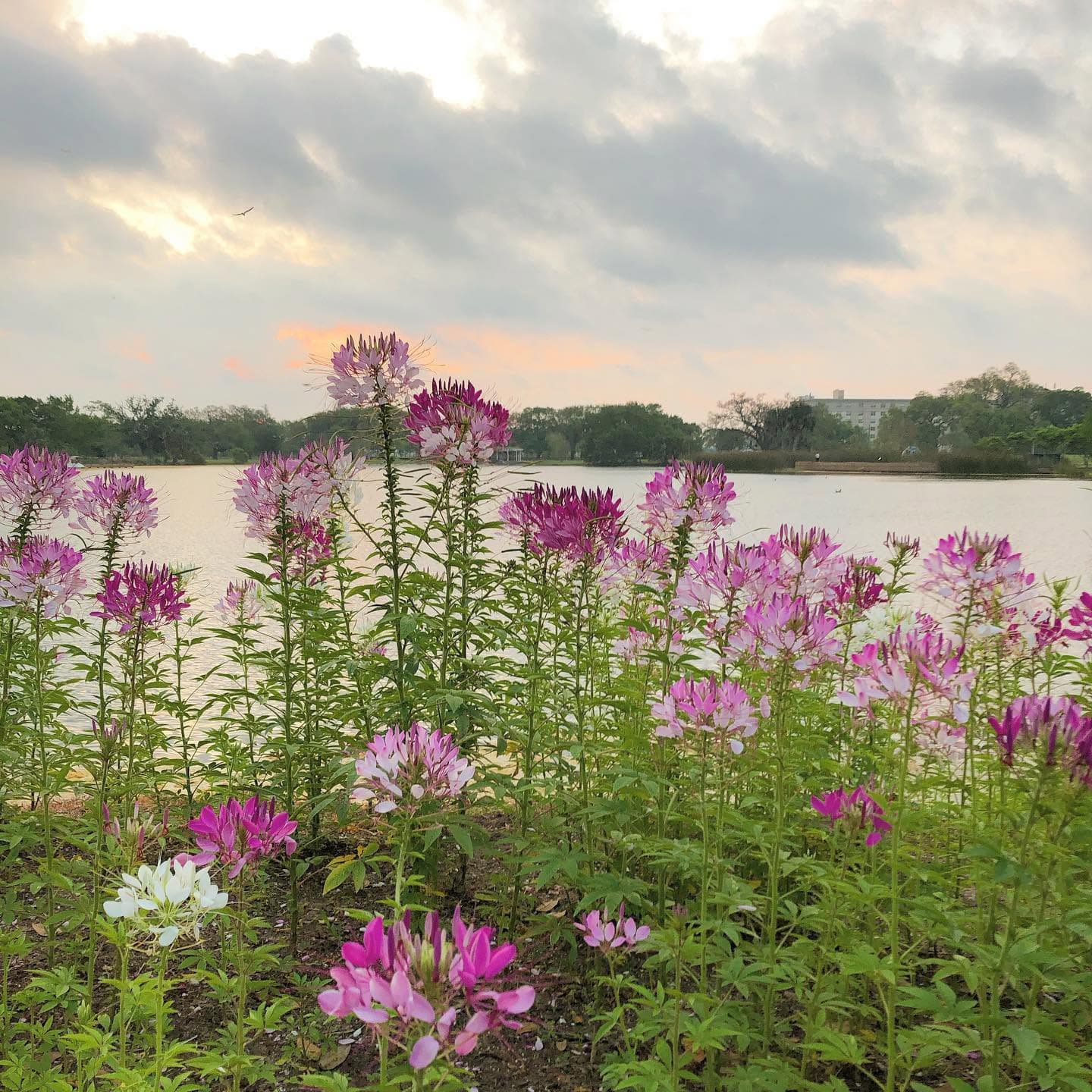 A vibrant cluster of pink and white flowers beside a tranquil lake under a cloudy sky.
