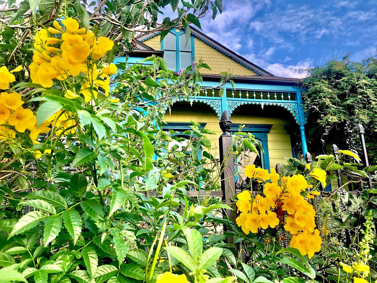 A vibrant yellow flower bush in front of a colorful house with intricate woodwork.