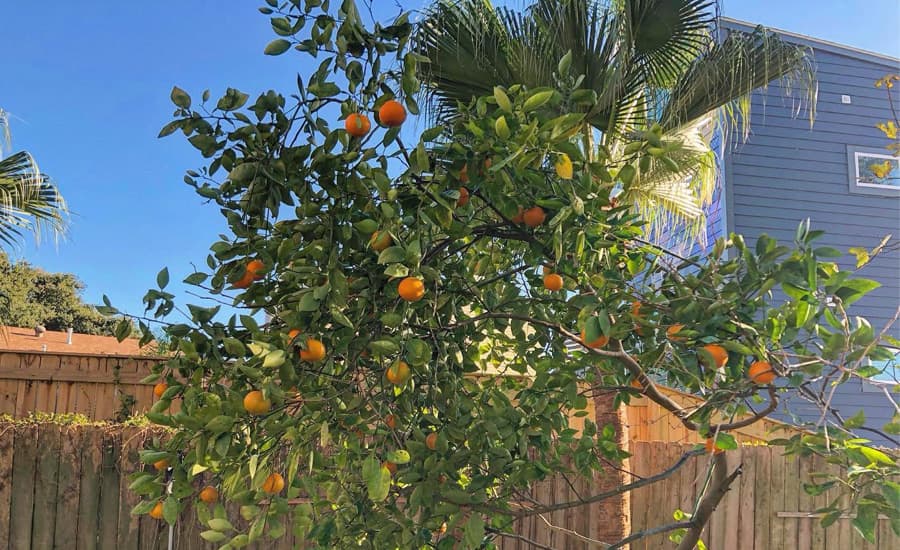 A citrus tree laden with oranges stands in a sunny backyard.