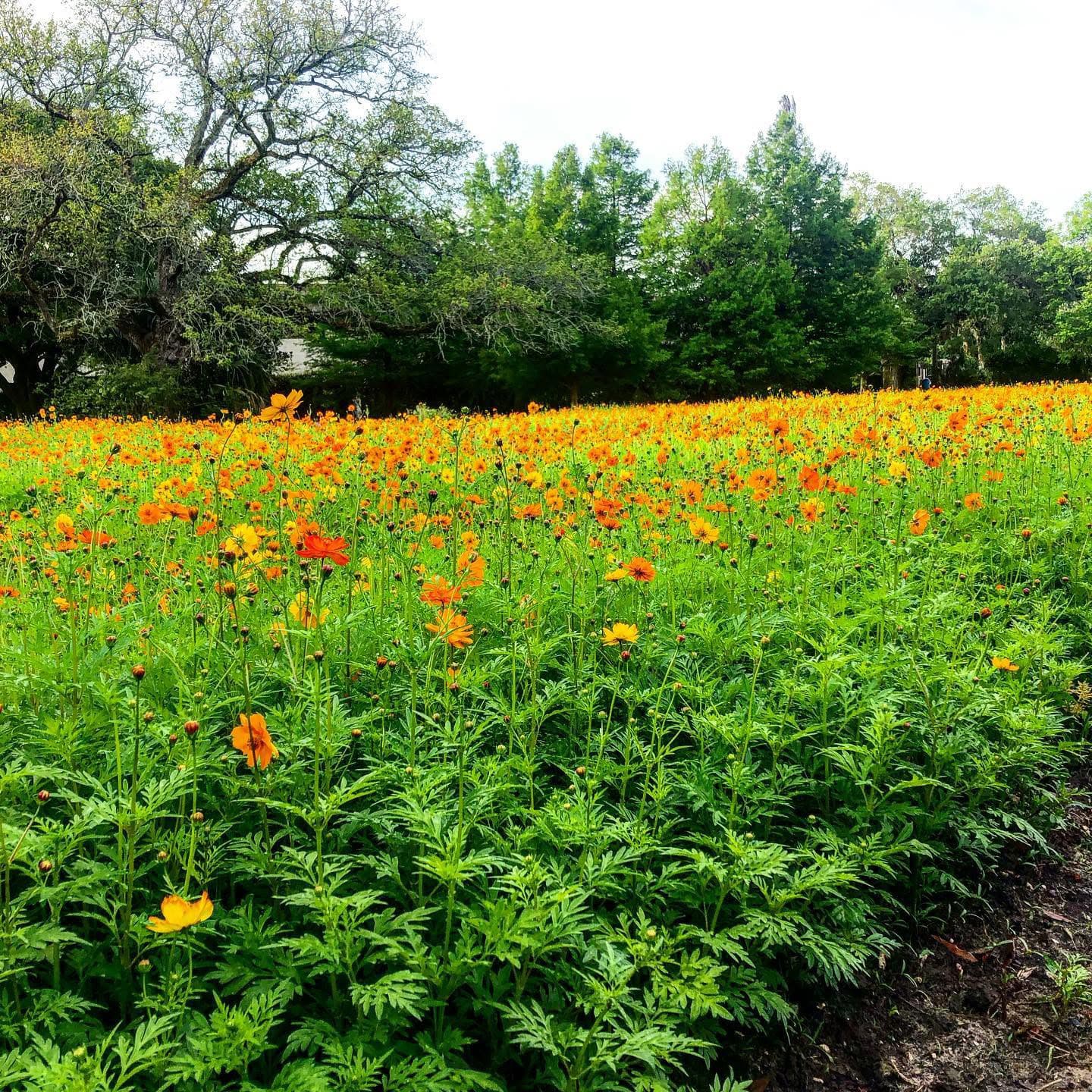 A vibrant field of orange flowers surrounded by greenery under a bright sky.