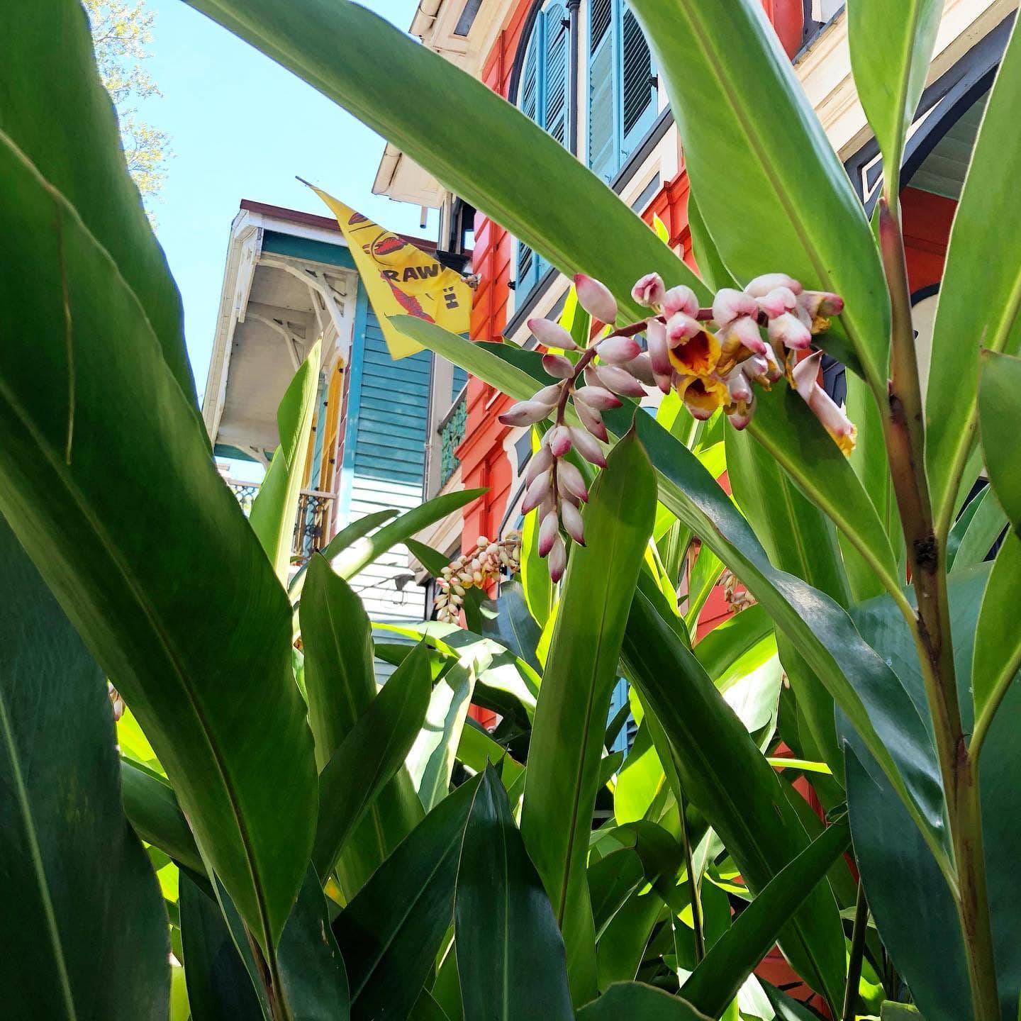 A vibrant orchid blooms amidst lush green leaves, with colorful buildings in the background.