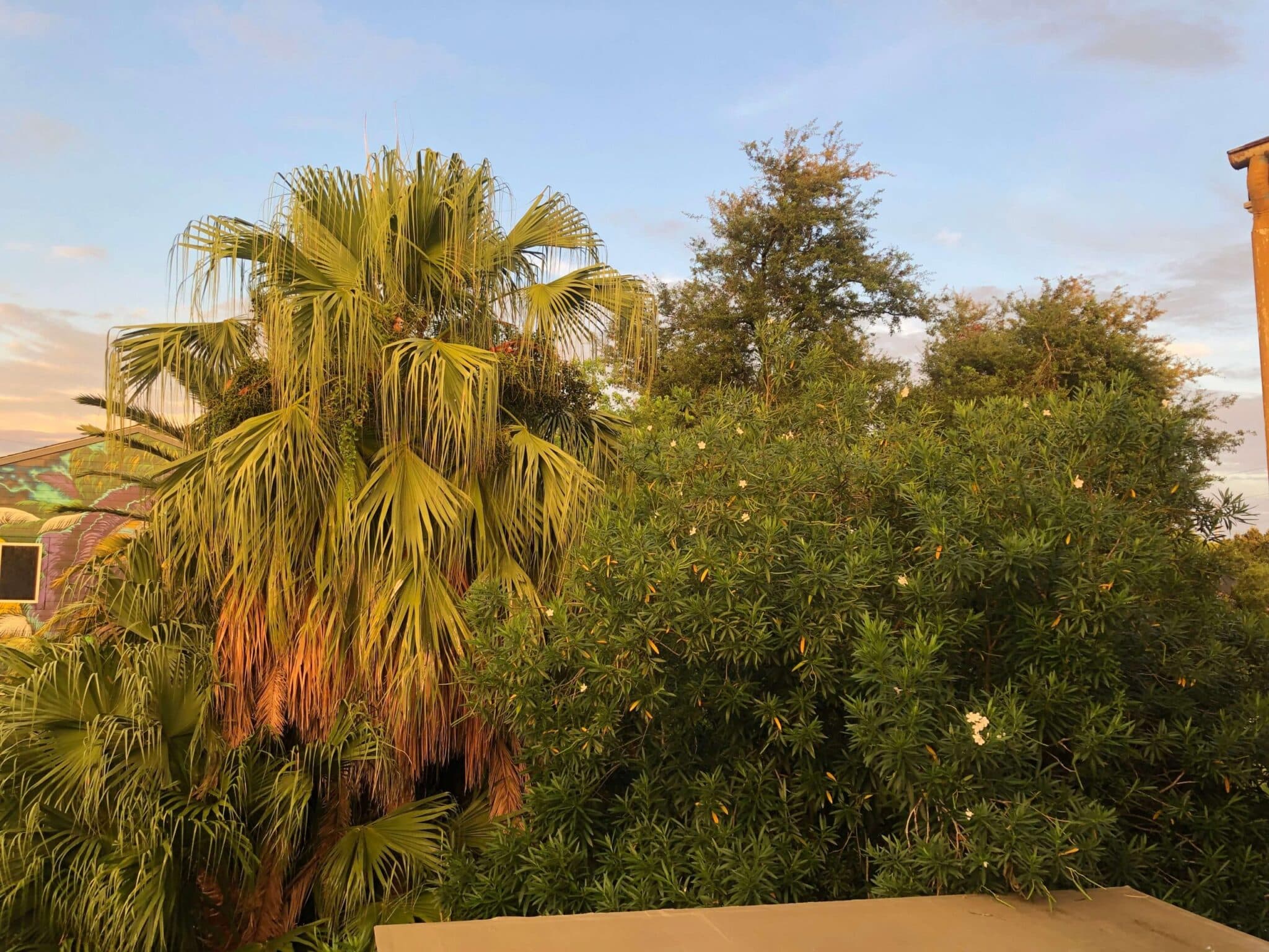 Lush green foliage featuring palm trees against a blue sky. Lush green foliage featuring palm trees against a blue sky.
